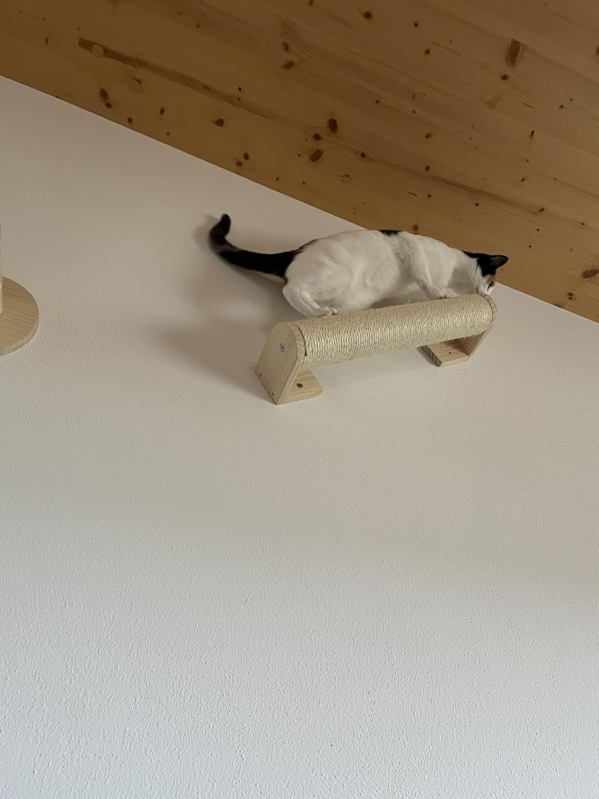 Katzen lieben es