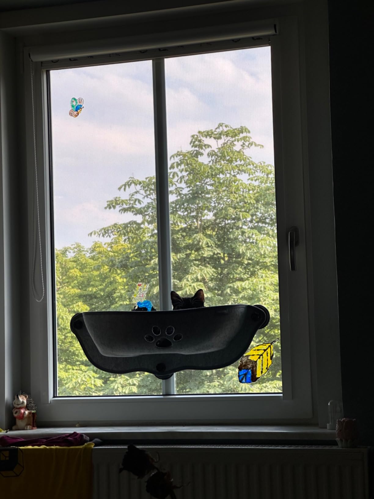 Kater ist ausgezogen ans Fenster