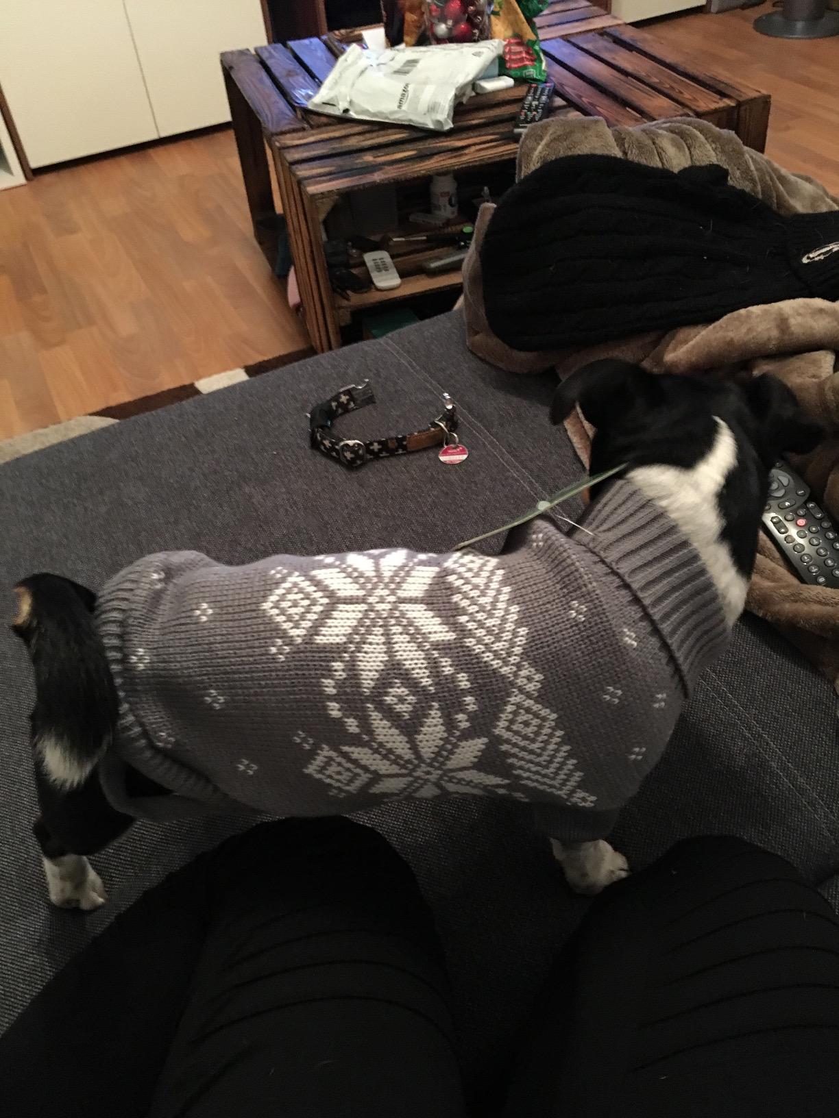 Top für Seniorenhund