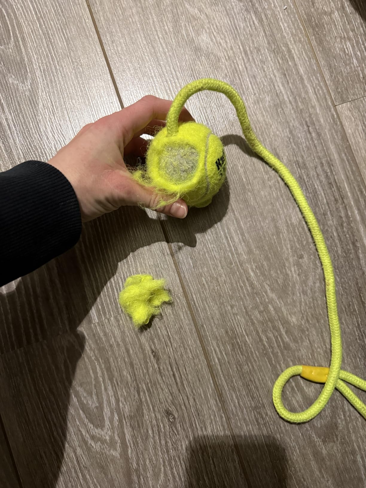 Lieblingsspielzeug für Apportieren