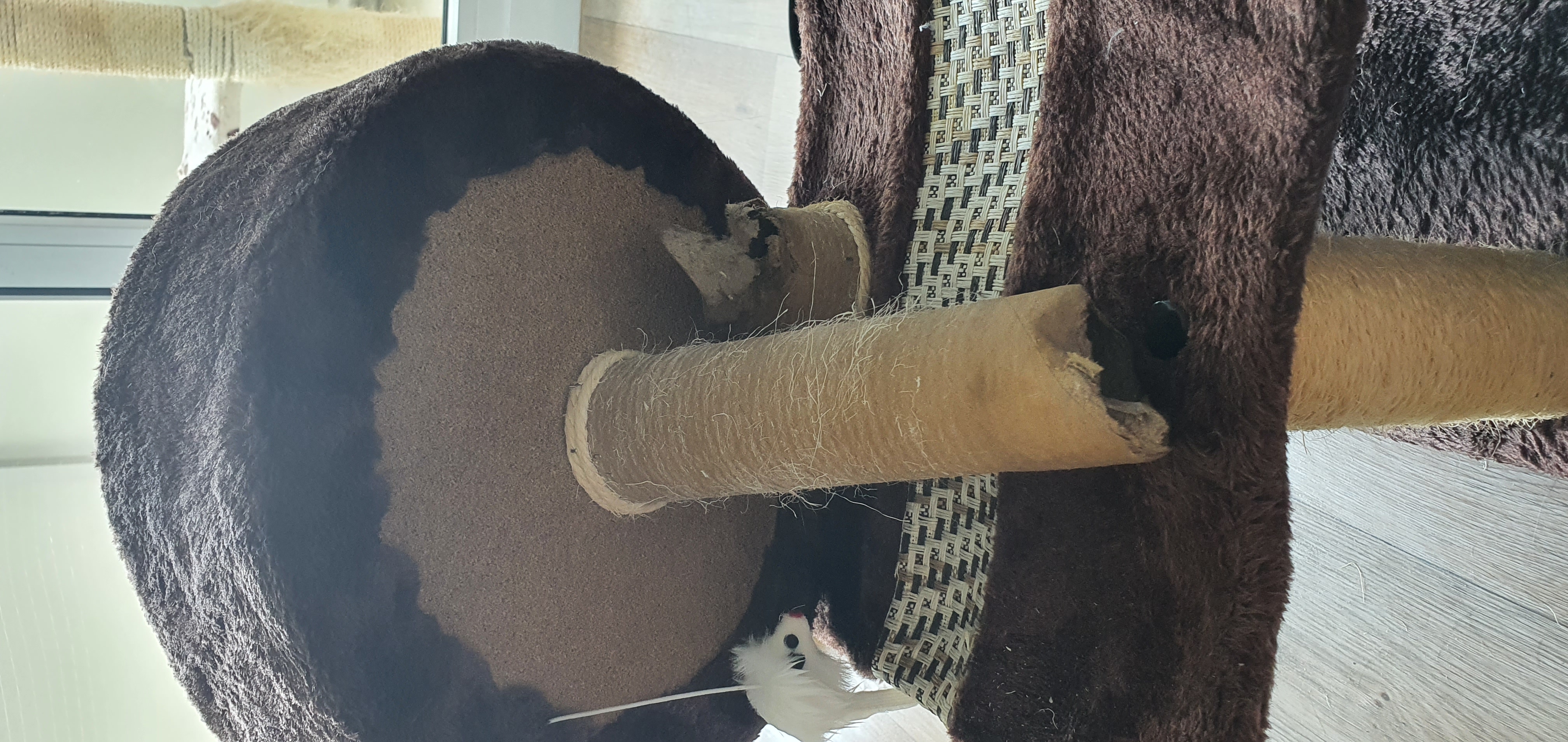 Leider zu wackelig für unseren Kater