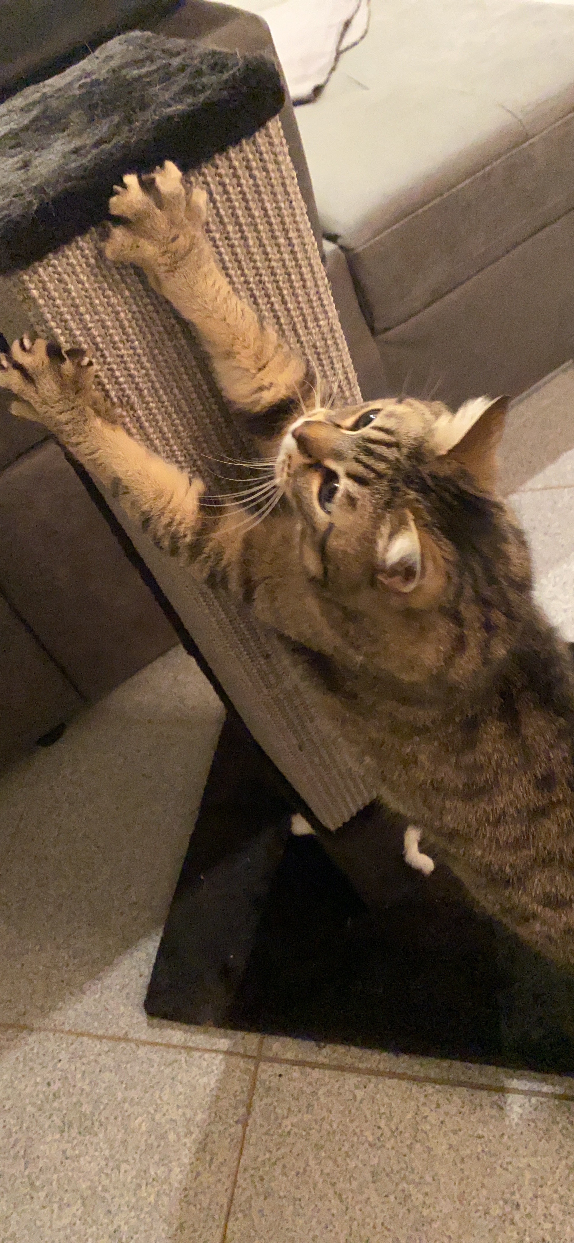 Ganz okay, aber nichts für schwere Katzen