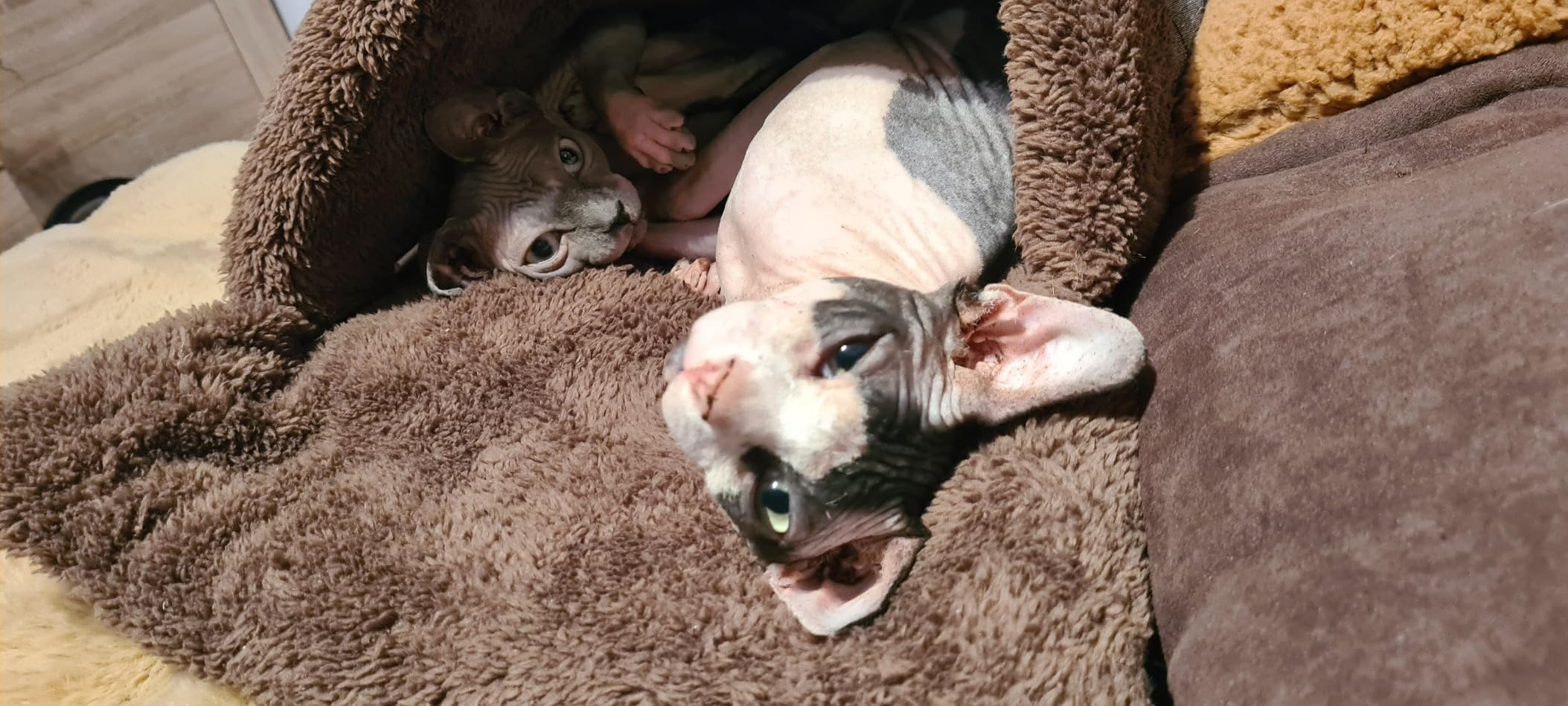 Lieblingsplatz meiner Katze