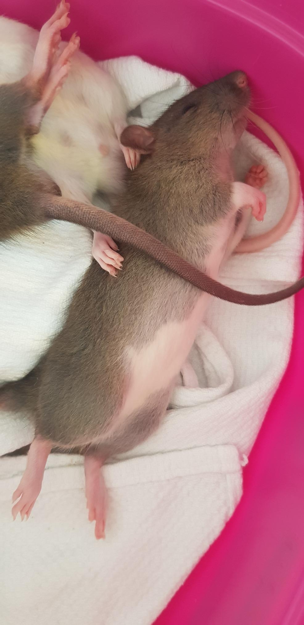 Praktisch für Tierarzt