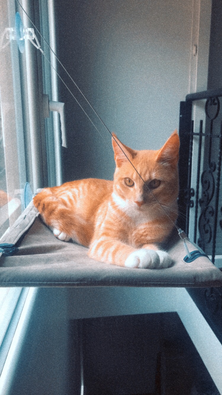 Stabiler Fensterplatz für schwere Kater