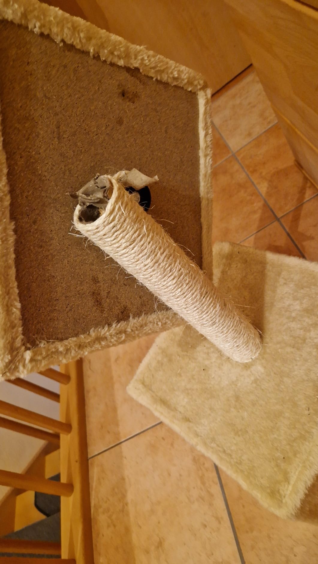 Gut für Kitten