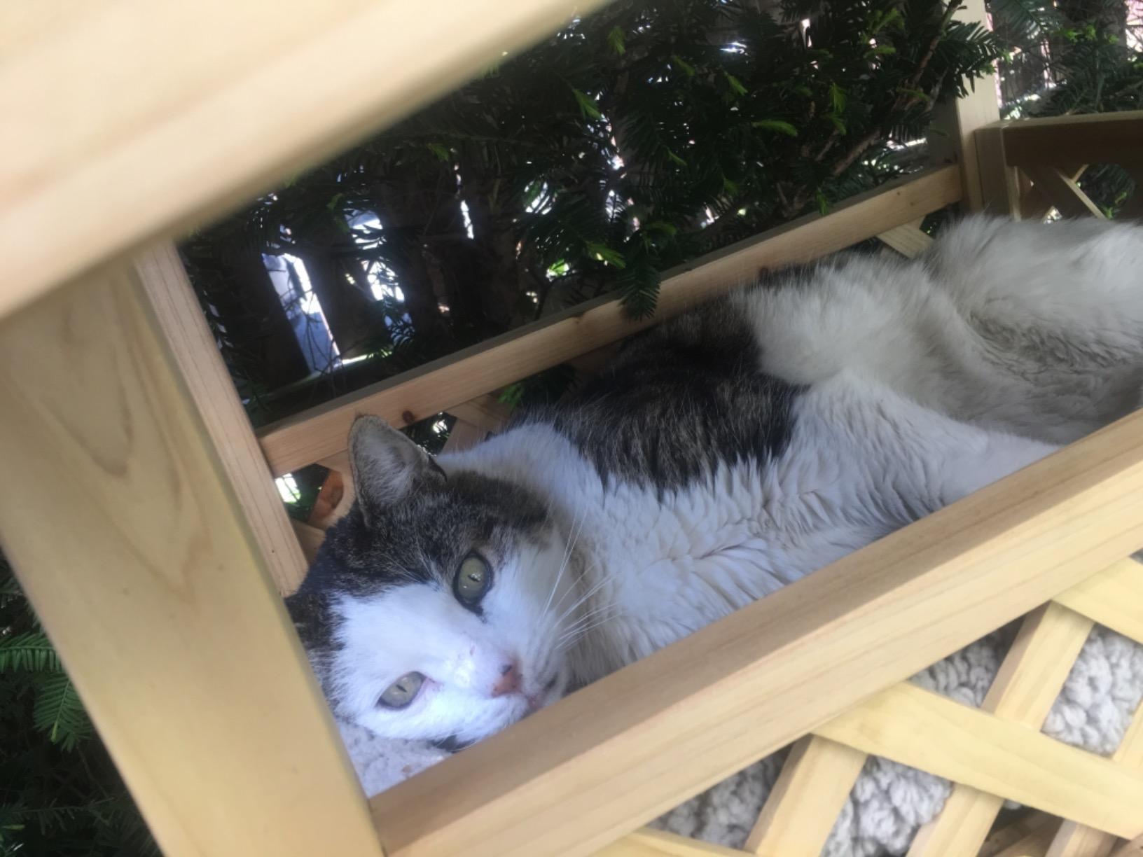 Ein Chalet für Katzen