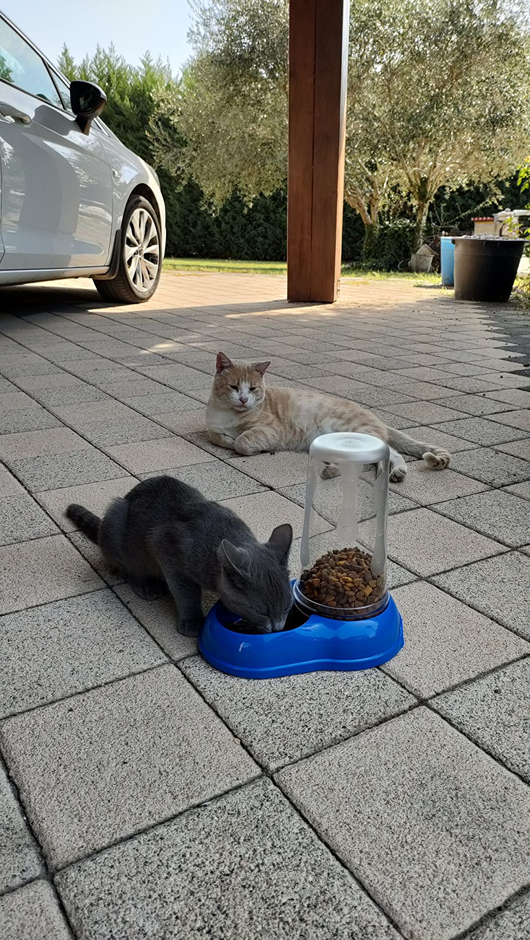Ganz okay für Katzen