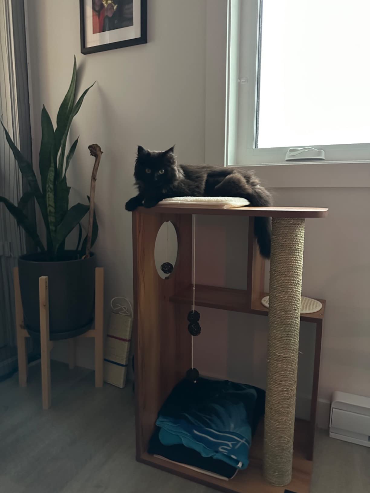 Kratzen, schlafen, verstecken