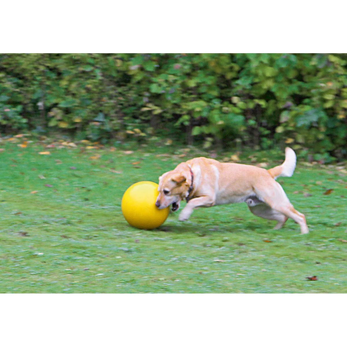 kerbl-pet-treibspielball-f-r-hunde-gelb-30-cm-800-g-schwimmf-hig image 2