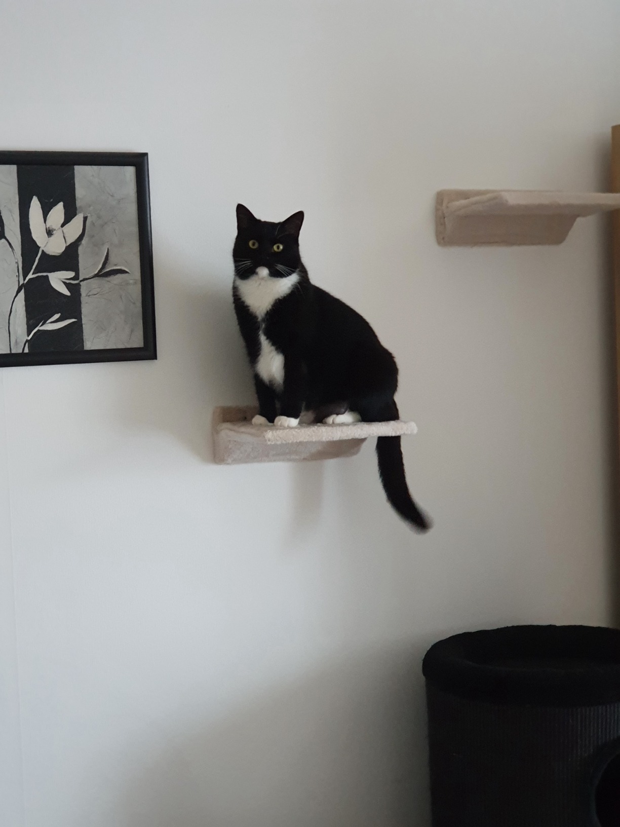 Gut für leichte Katzen