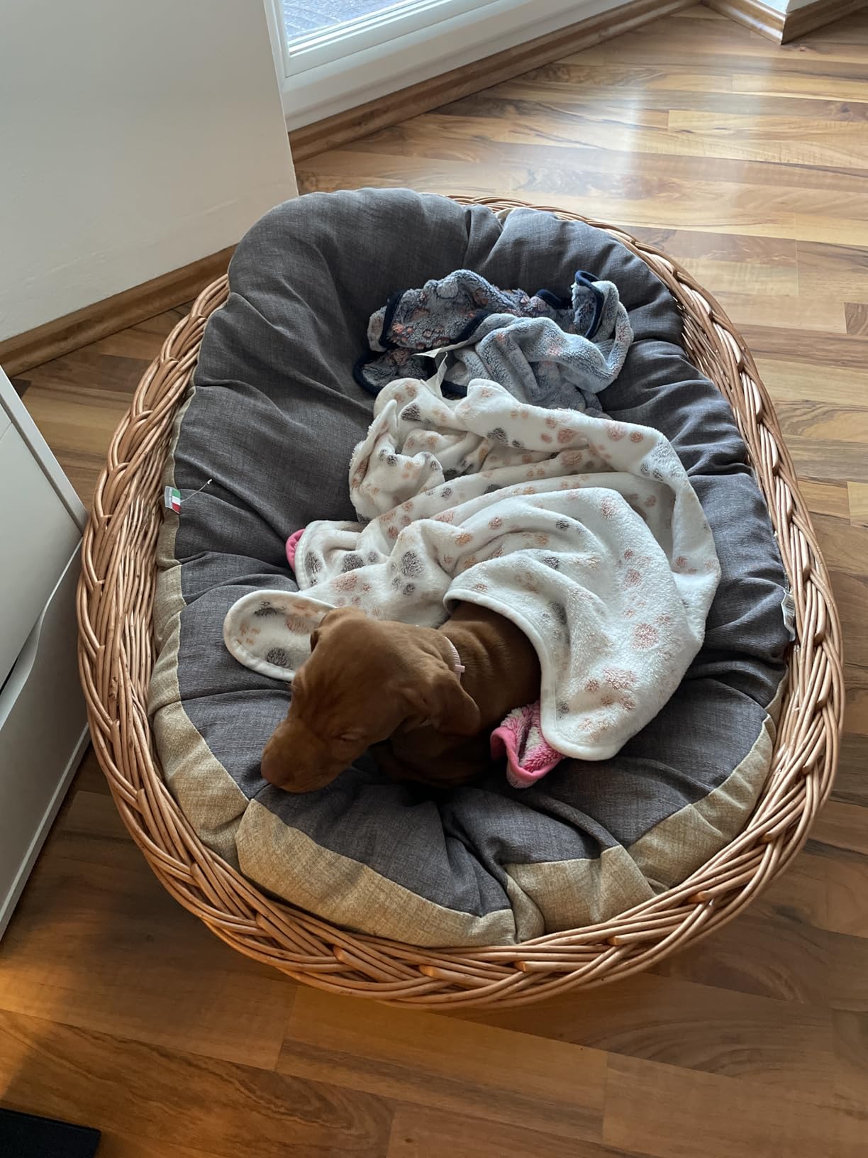 Lieblingsplatz vom Hund