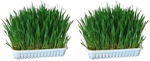 kerbl-pet-nagergras-100-g-zum-selberziehen-hafer-weizen-gerste image 4