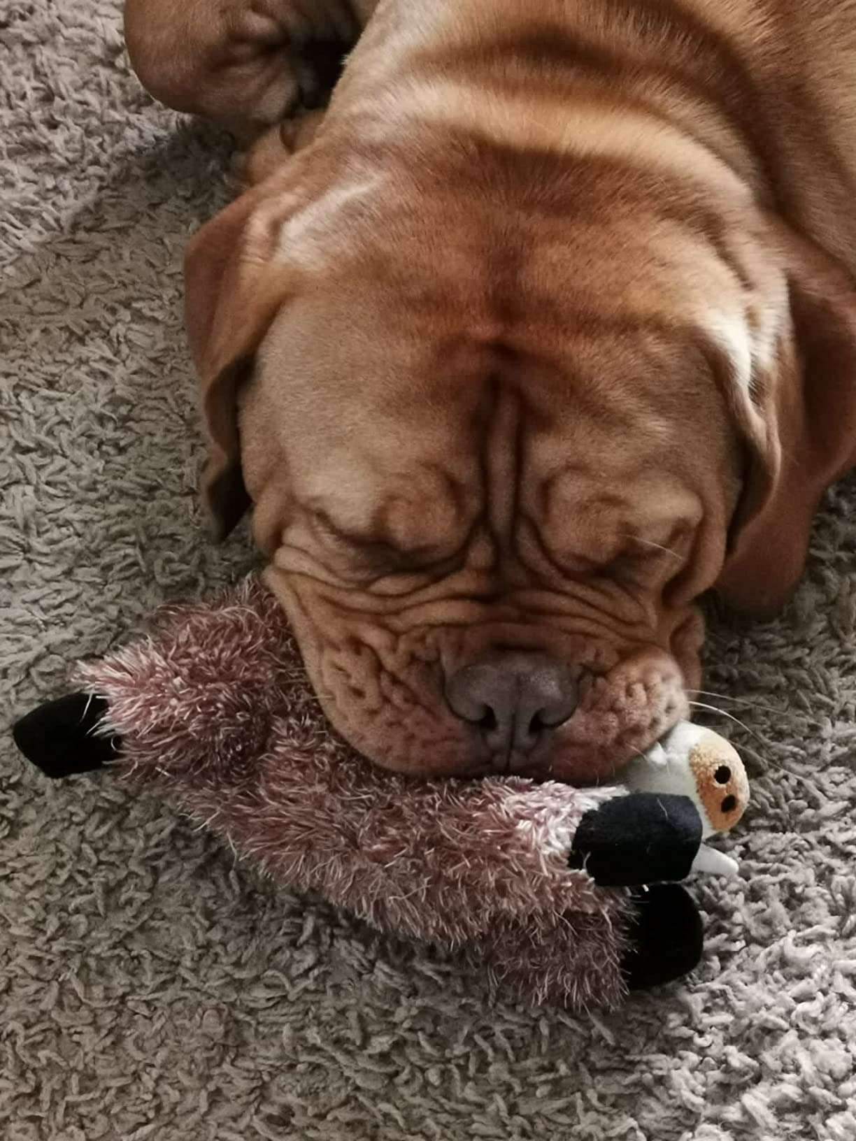 Ideal für kleine Hunde