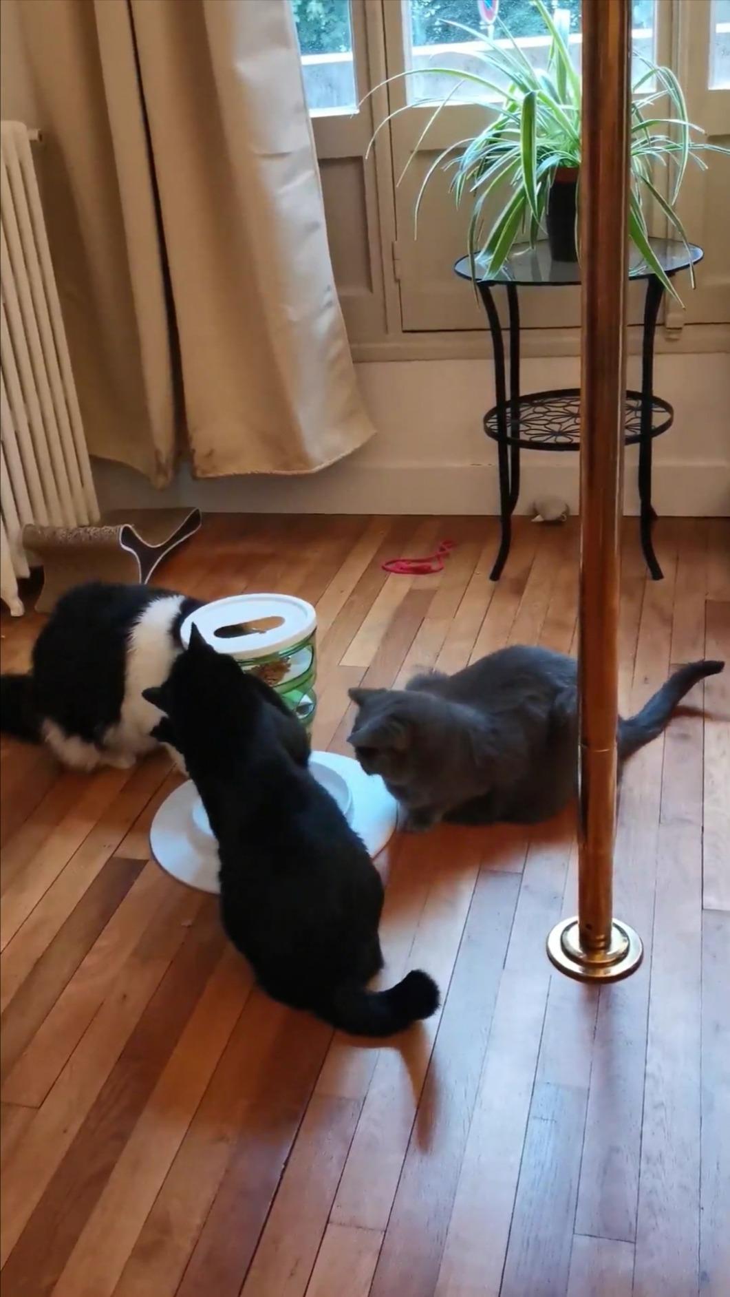 Meine Katze kippt ihn um