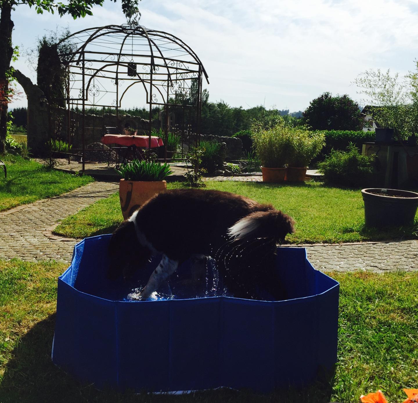 Hund glücklich, wir glücklich