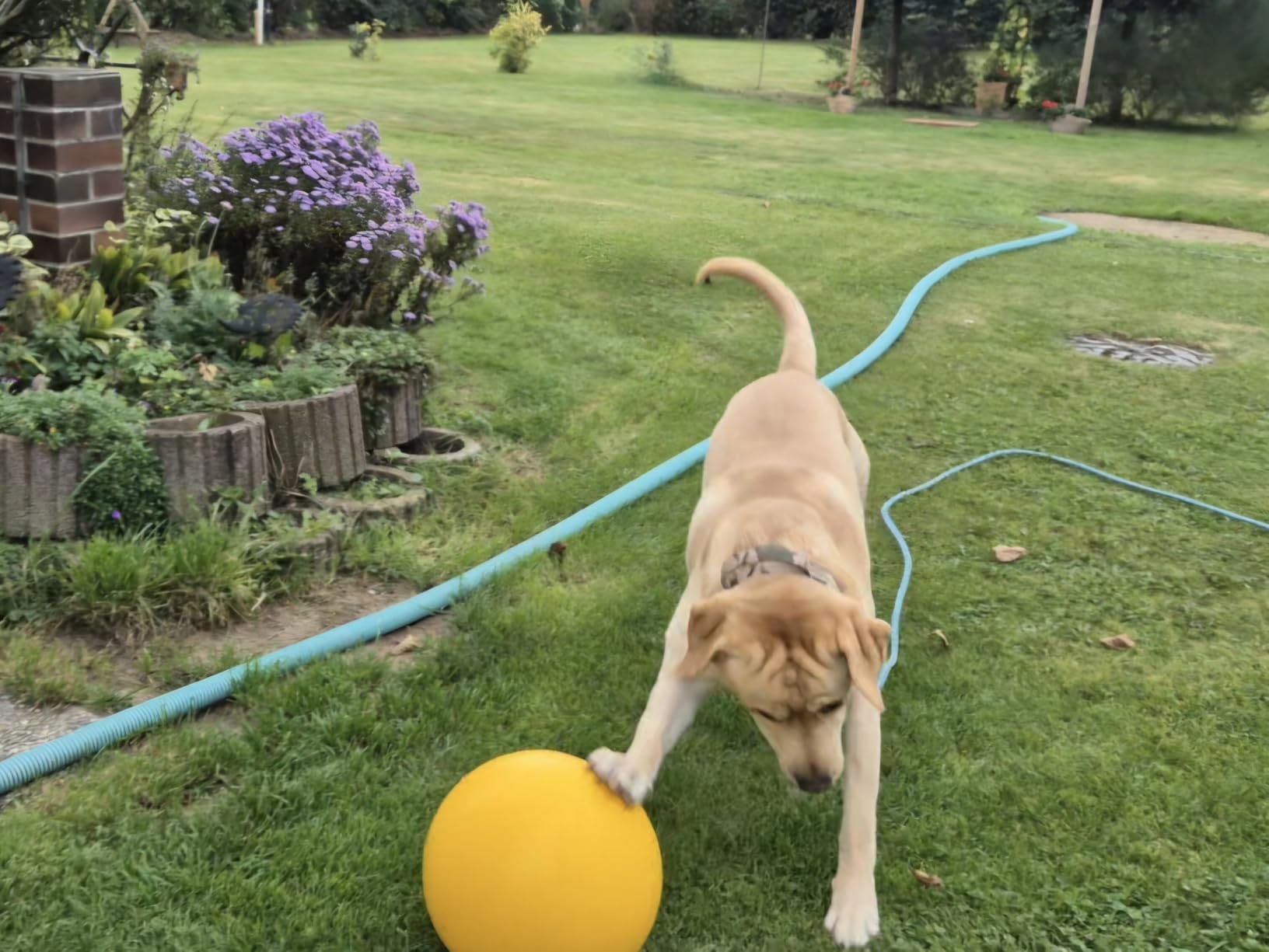 Auch für Kinderhunde-Teams