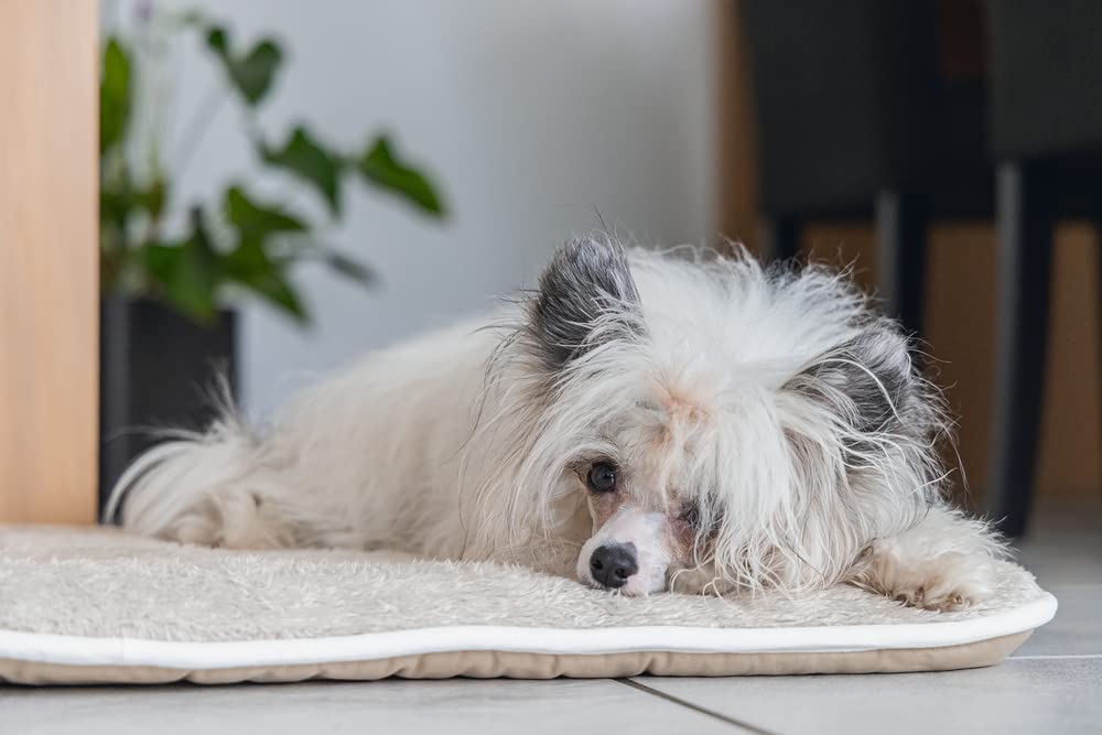 karlie-beeztees-dgs-nano-canvas-sleeper-liegekissen-f-r-hunde-49-x-36-x-3-5-cm-s image 3