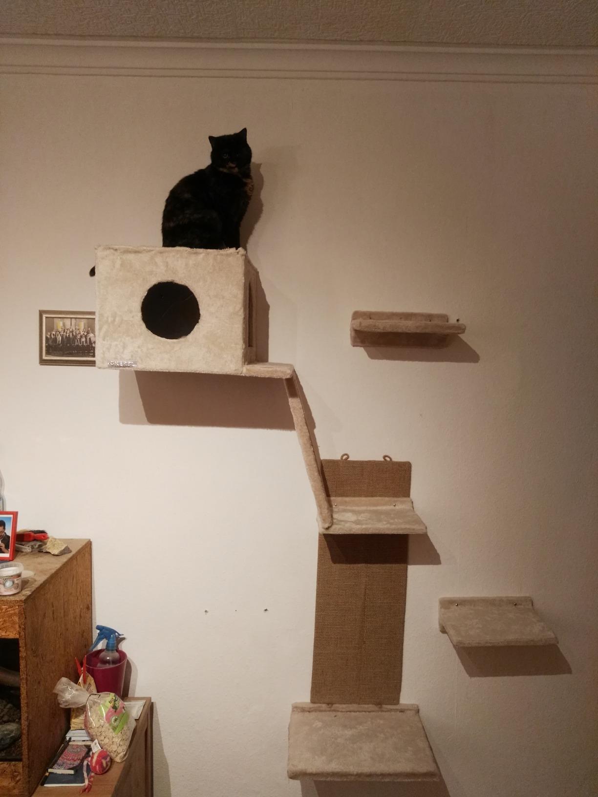 Auch für scheue Katzen super