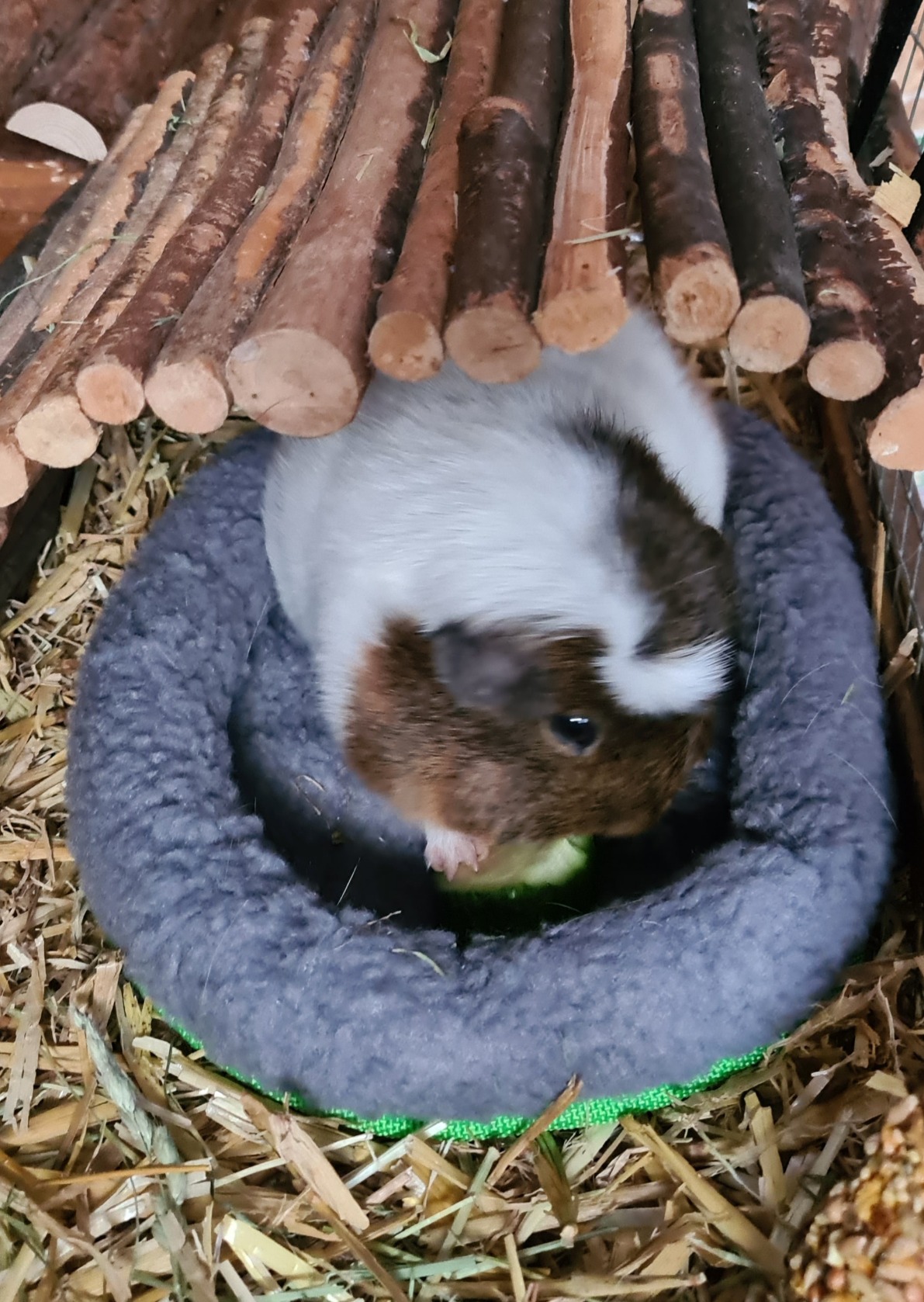Gute Größe für Chinchilla