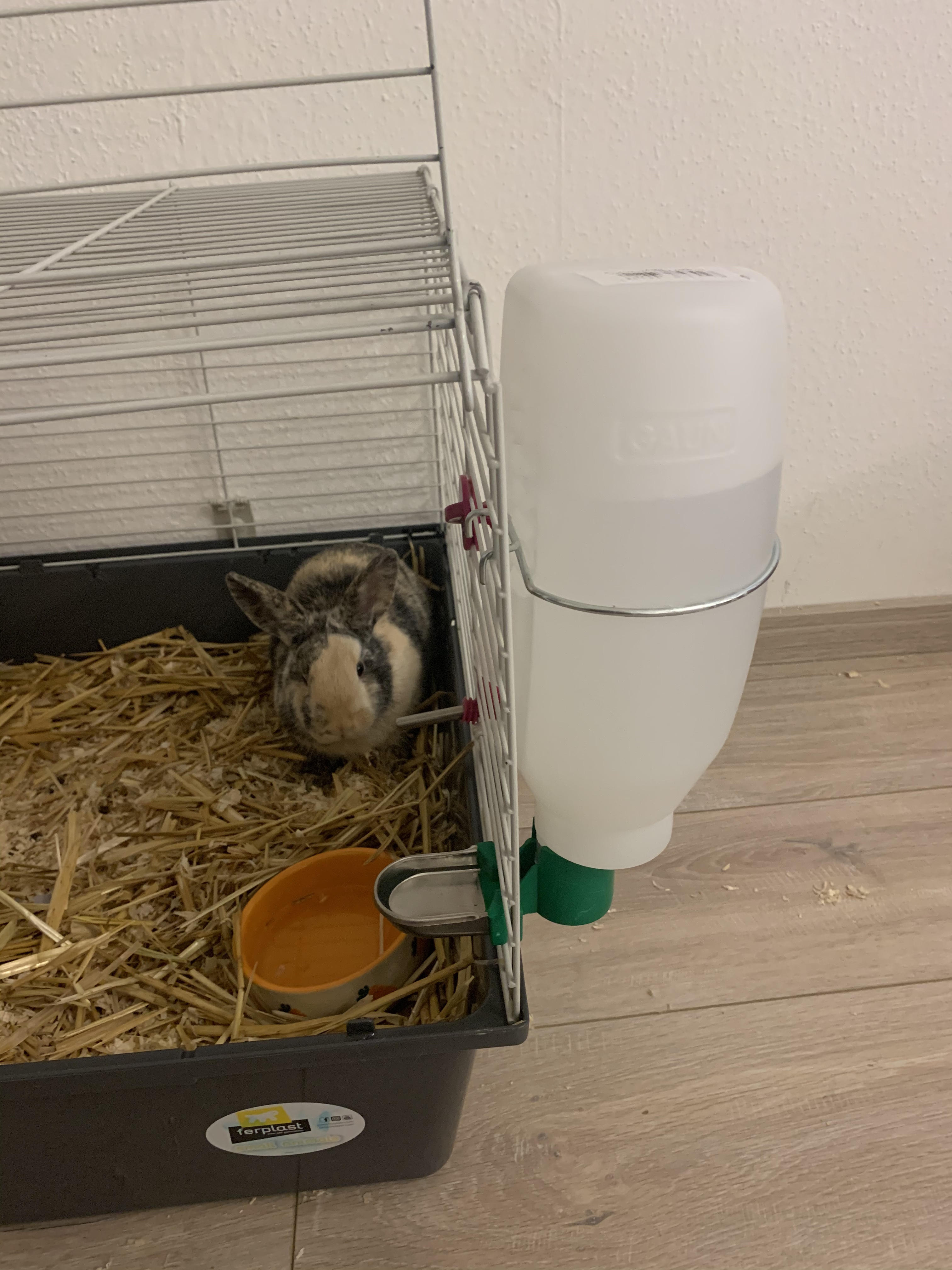 Gut für Meerschweinchen