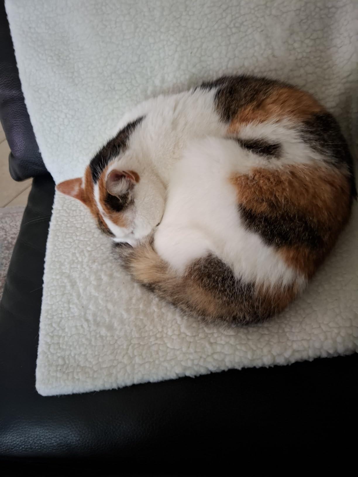 Lieblingsplatz unserer Katze