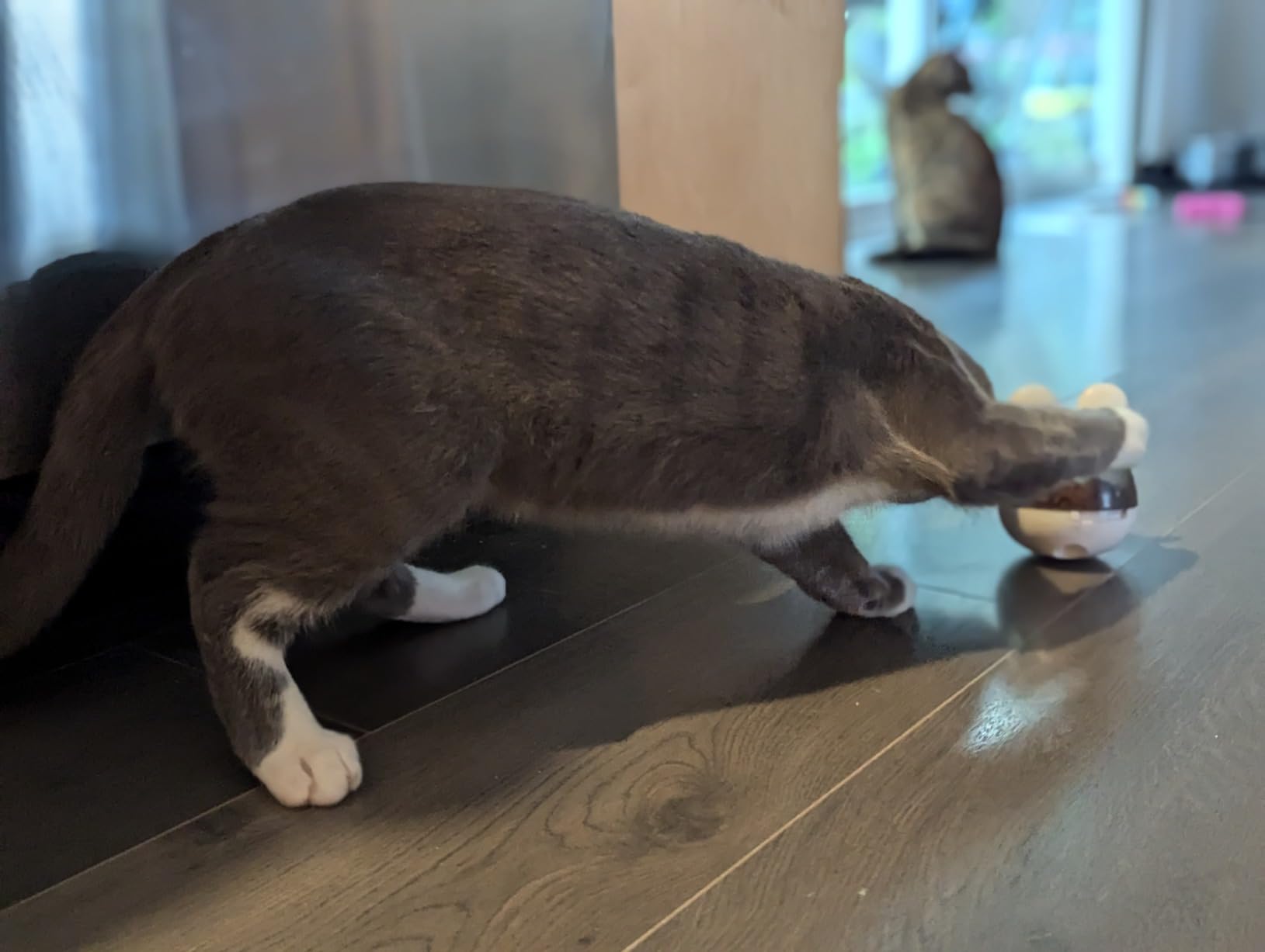 Beschäftigt auch alte Katzen