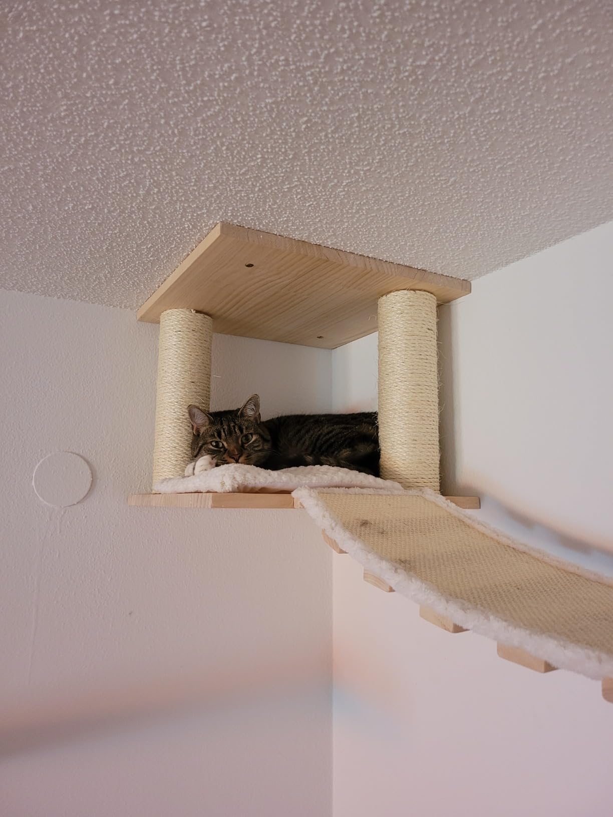 Auch für schüchterne Katzen