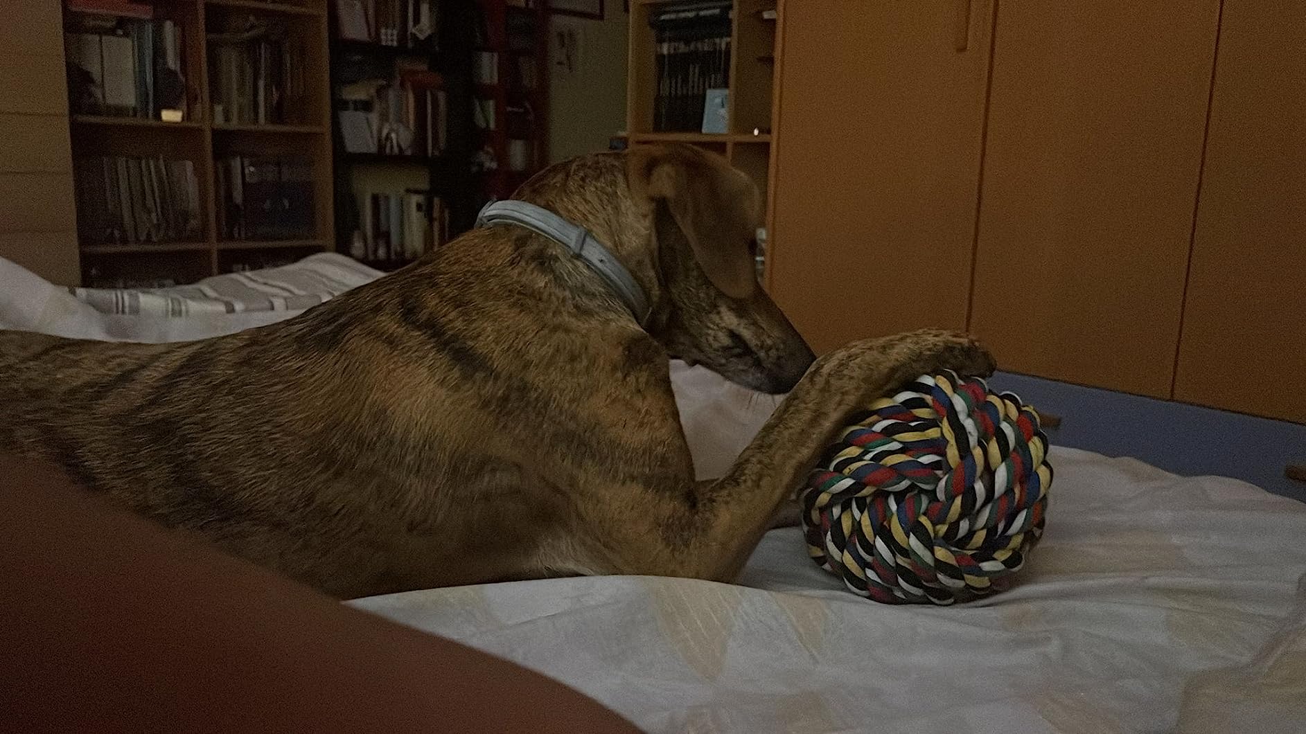 Lieblingsspielzeug von unserem Labbi