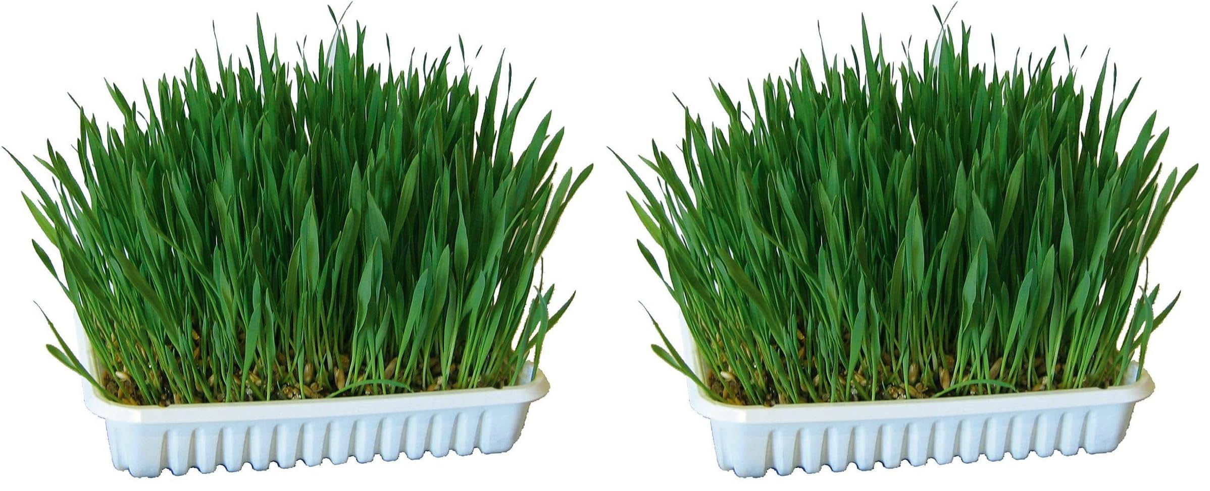 kerbl-pet-nagergras-100-g-zum-selberziehen-hafer-weizen-gerste image 2