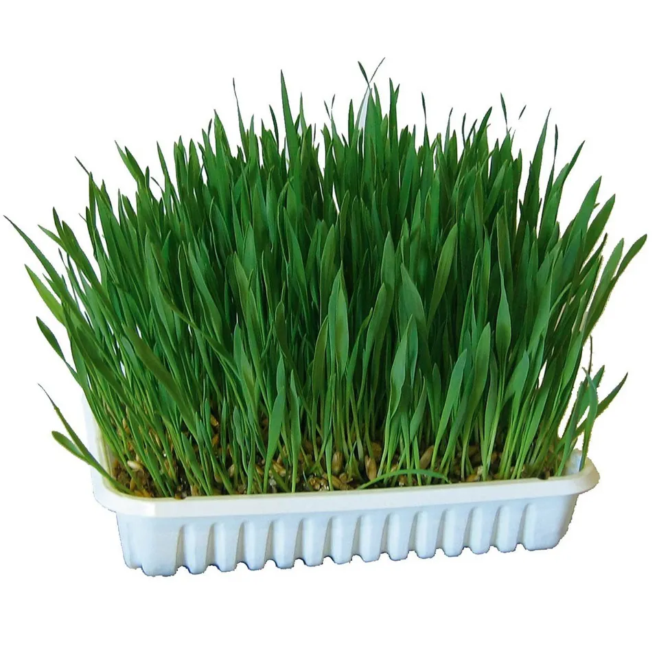 kerbl-pet-nagergras-100-g-zum-selberziehen-hafer-weizen-gerste image 1
