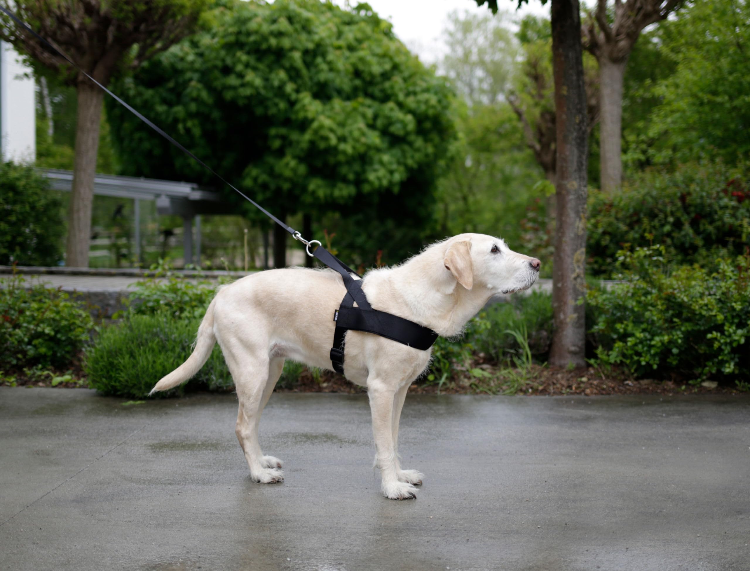 kerbl-pet-miami-plus-hundegeschirr-60-75-cm-hals-40-cm-40-mm-schwarz image 5