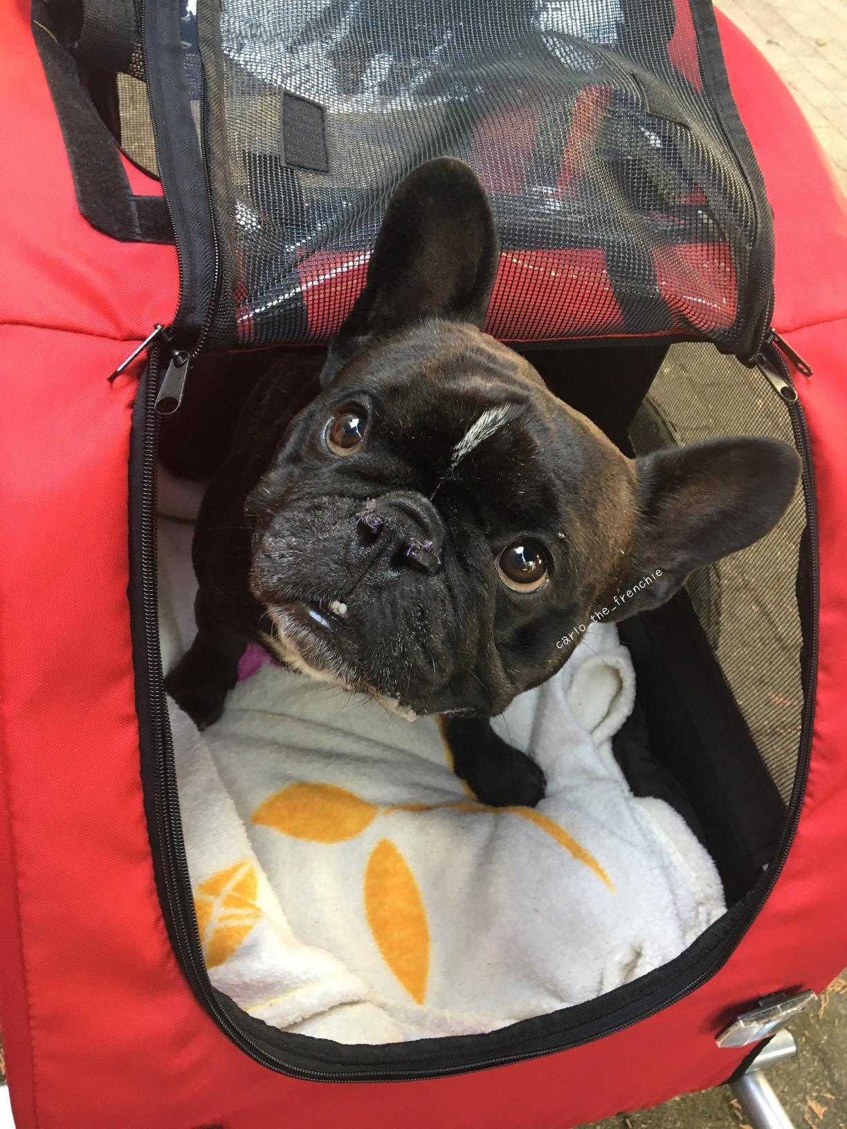 Pendeln mit Hund klappt