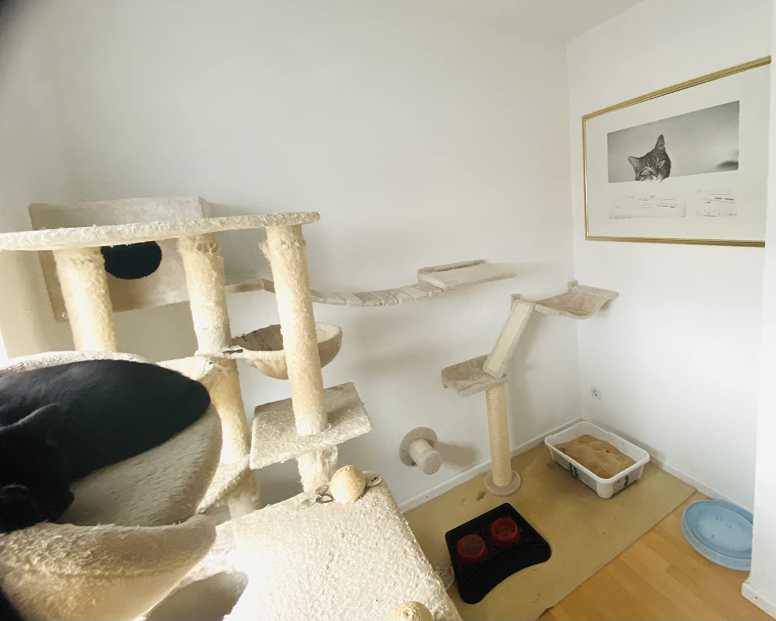 Unsere Wand ist jetzt Katzenparadies