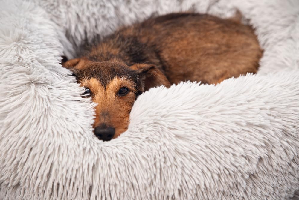 beeztees-yali-hundebett-pl-sch-hellgrau-durchm-50-cm image 4