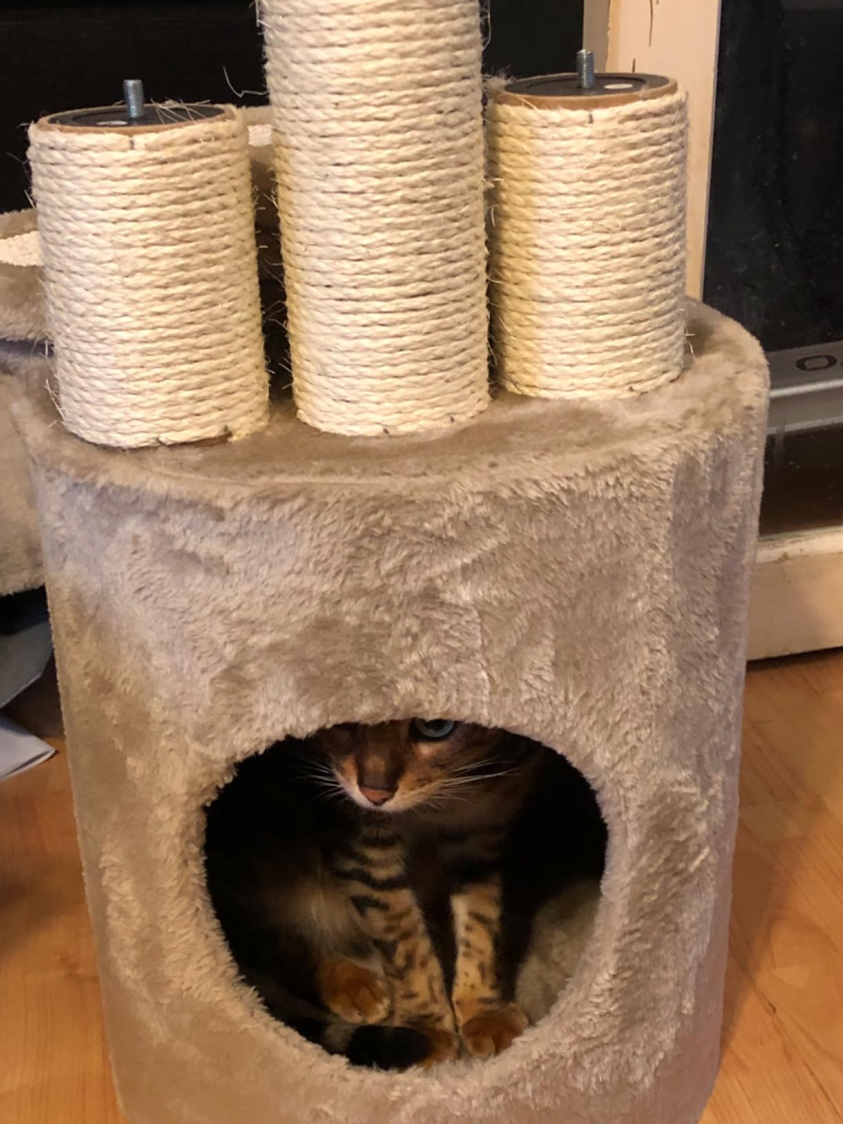 Kater liebt die Höhle