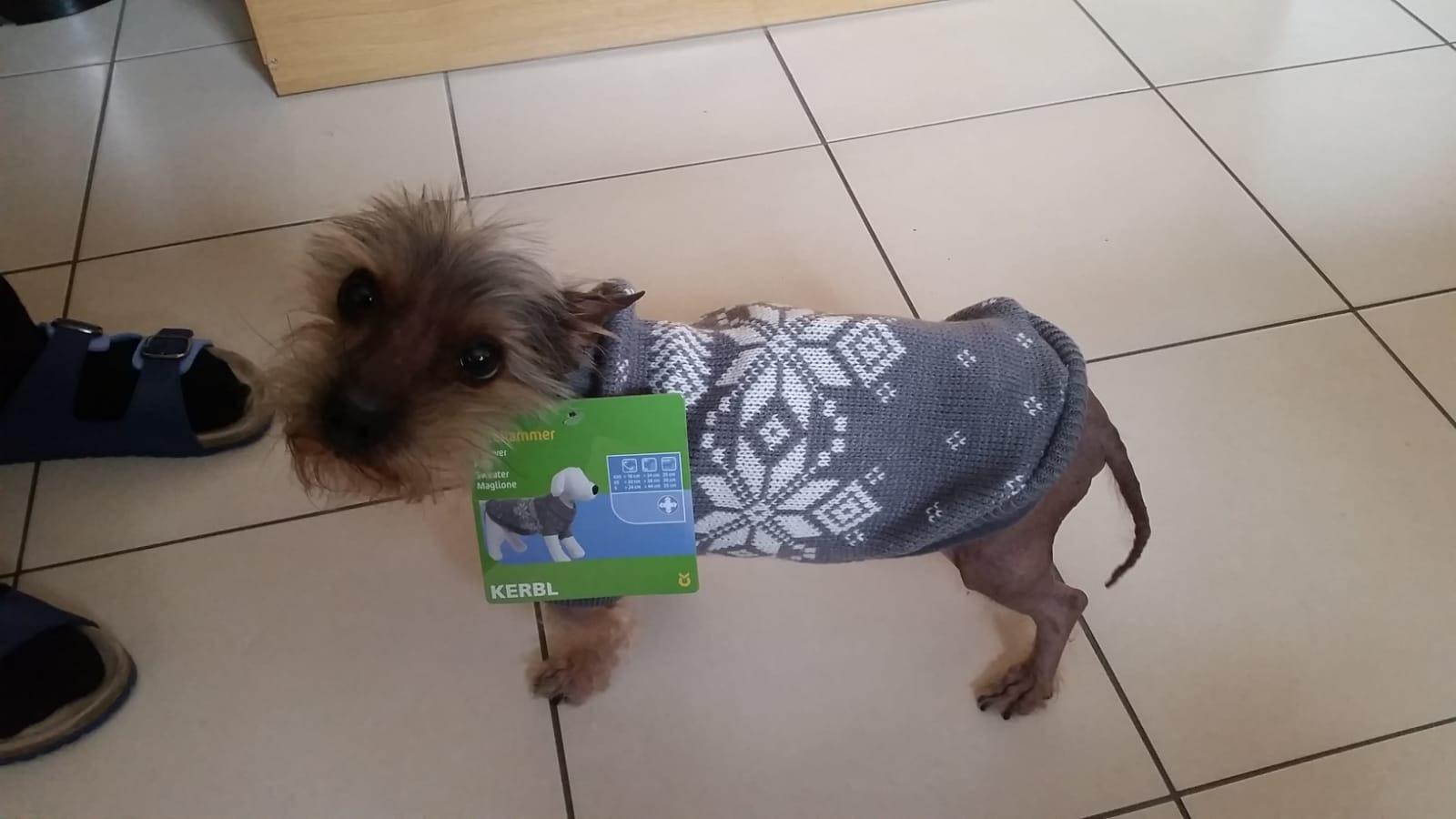 Mein Hund liebt ihn