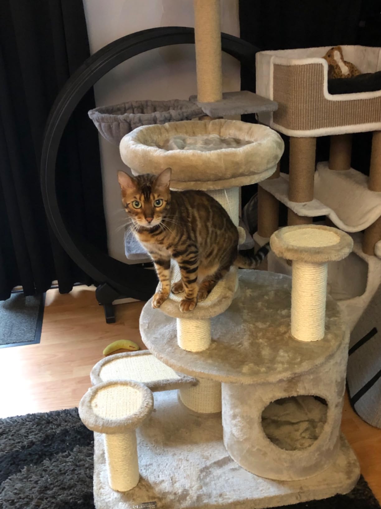 Gute Idee für alte Katzen