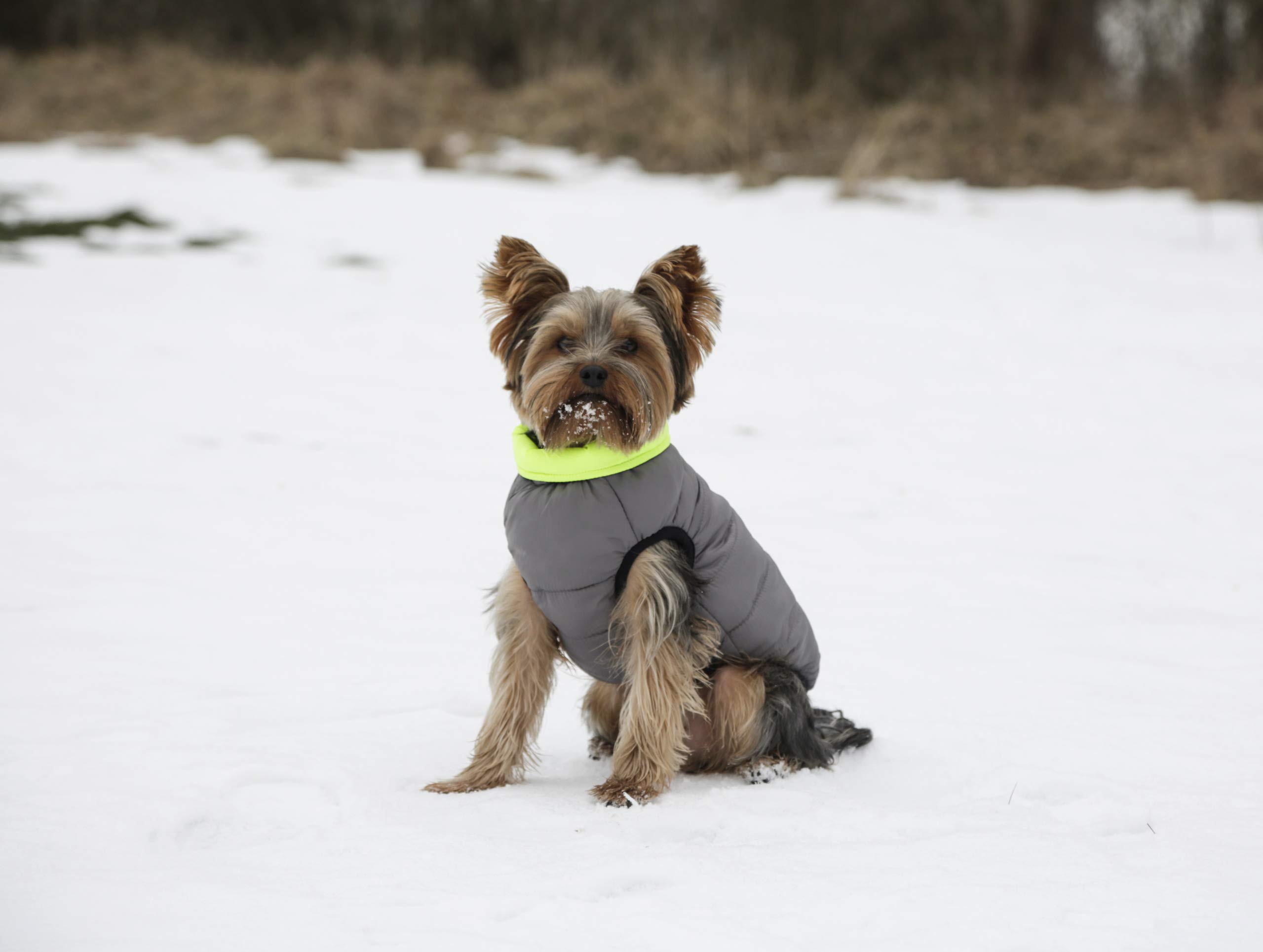 kerbl-pet-steppmantel-charmonix-xs-30-cm-grau-neon-gelb-wendbarer-hundemantel image 7