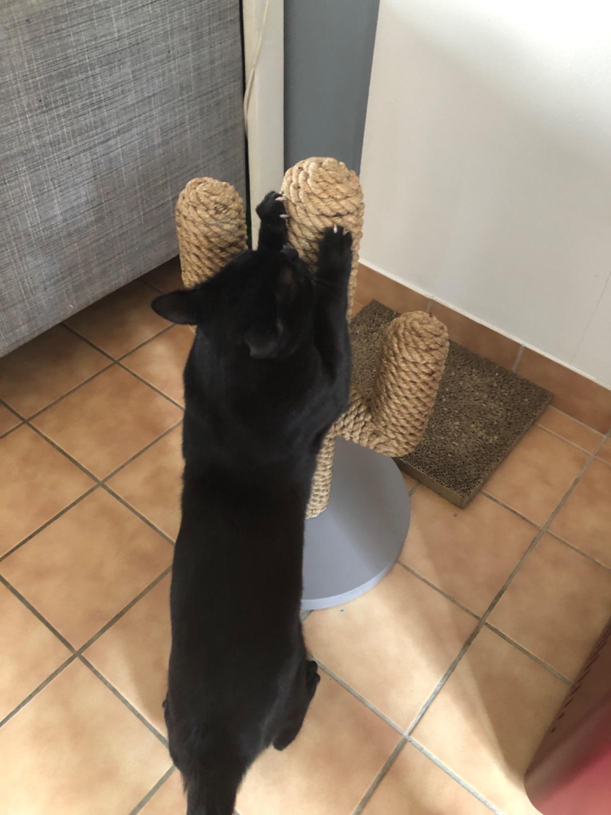 Unsere Katze liebt ihn
