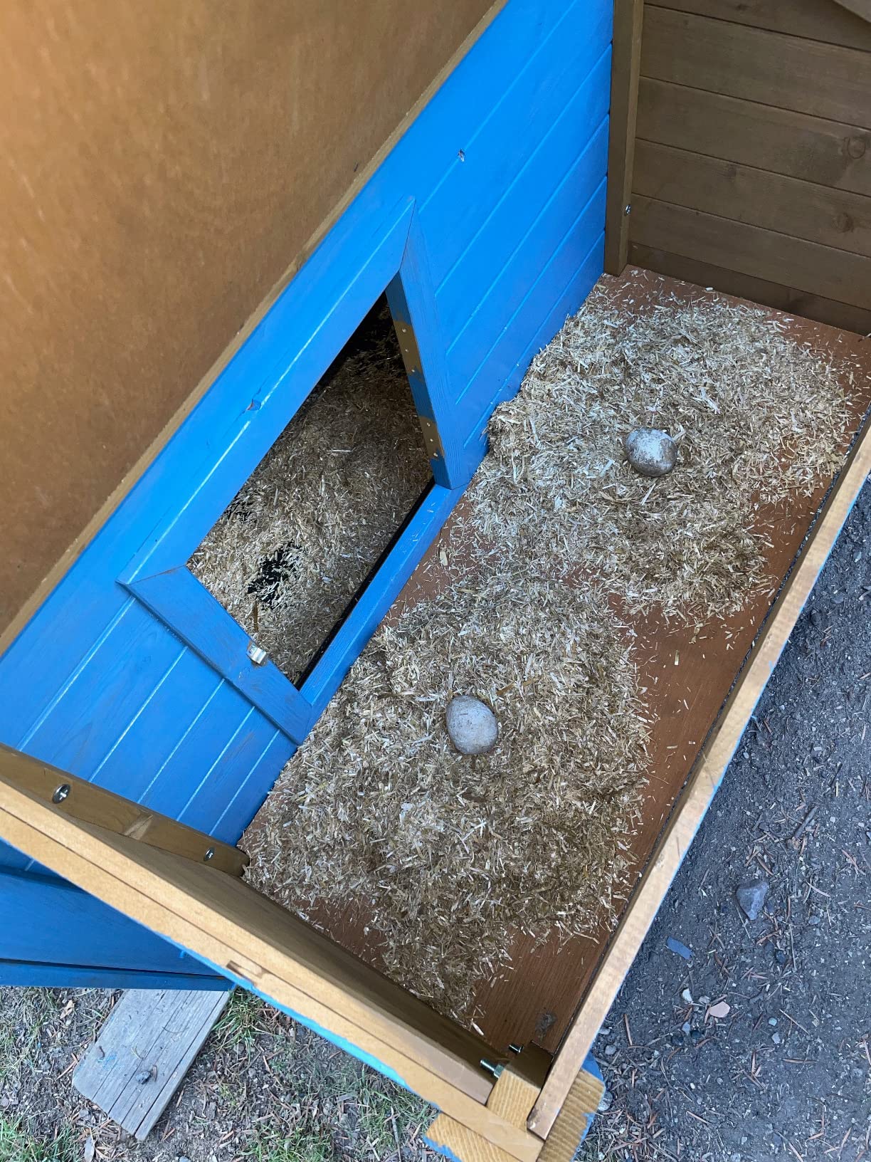 Kaninchen fühlen sich pudelwohl