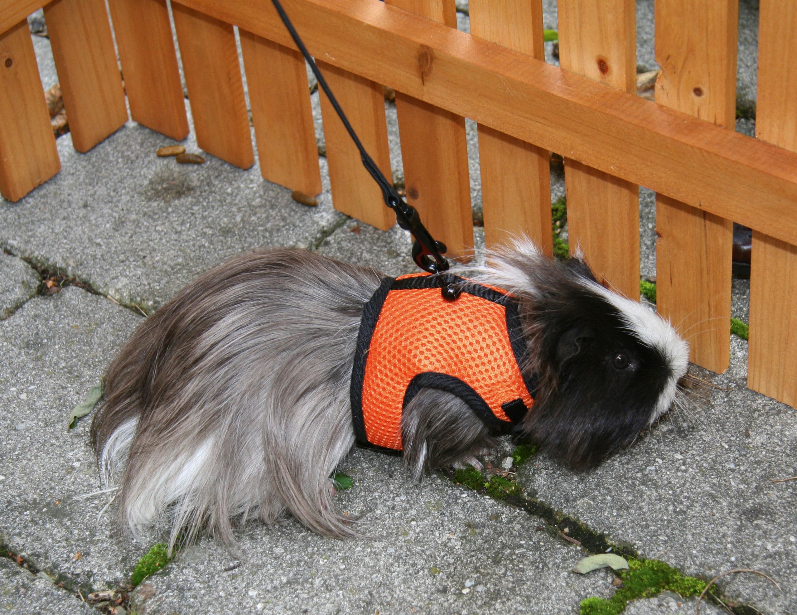 kerbl-pet-sport-meerschweinchengeschirr-mit-flexibler-leine-120-cm image 4