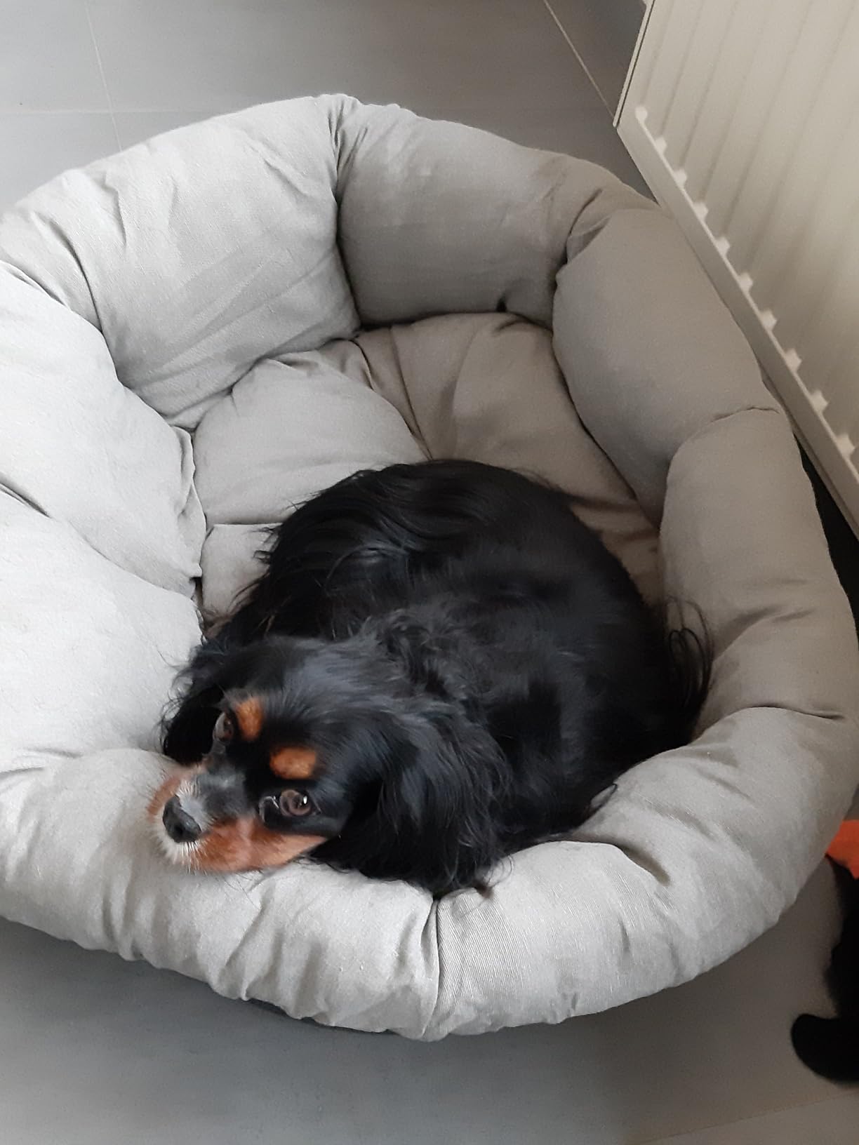 Hund schläft nur noch hier