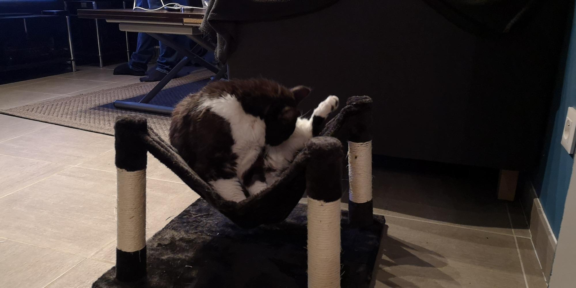 Nett, aber nichts für schwere Katzen