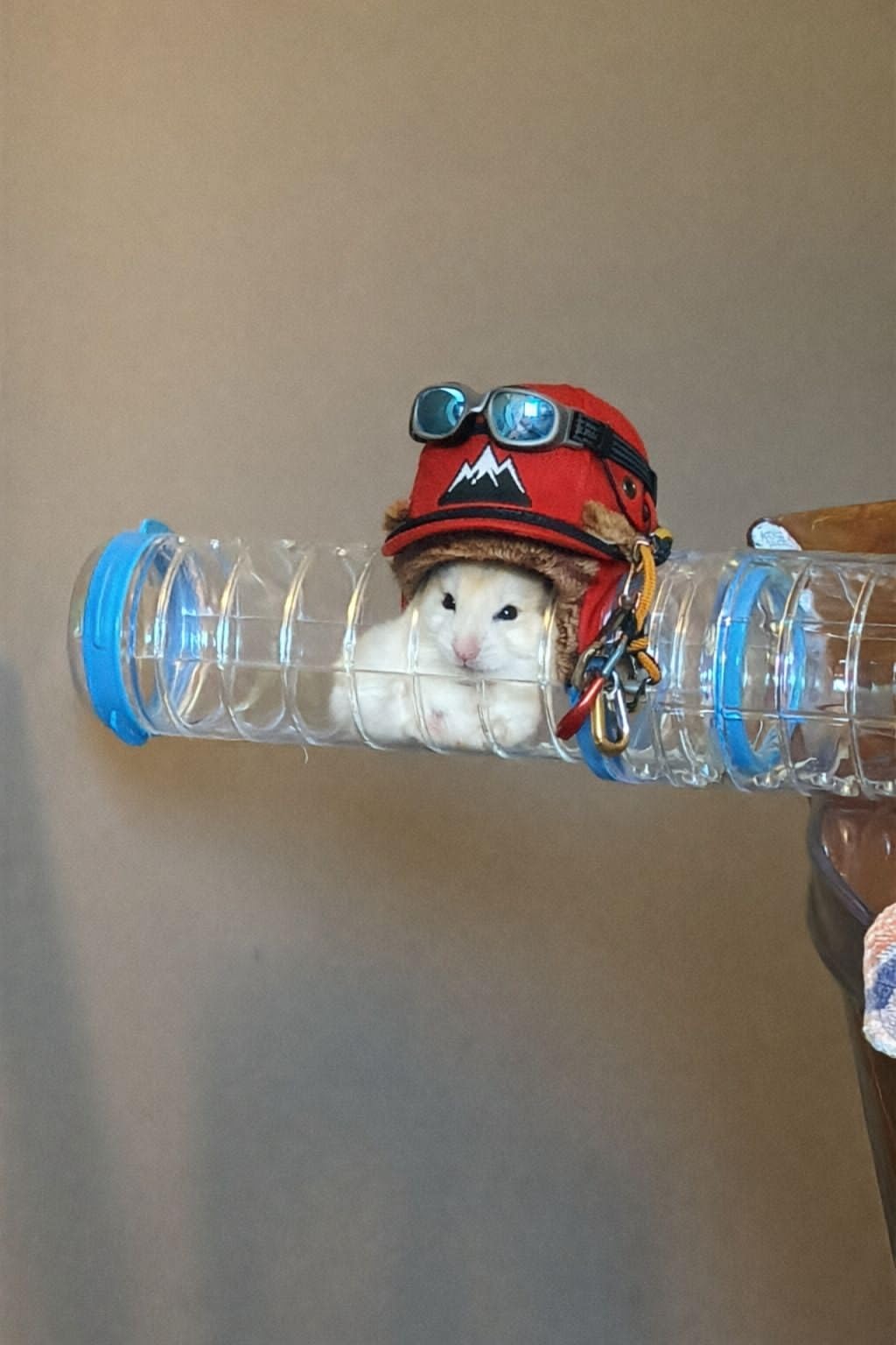Hamster liebt es total