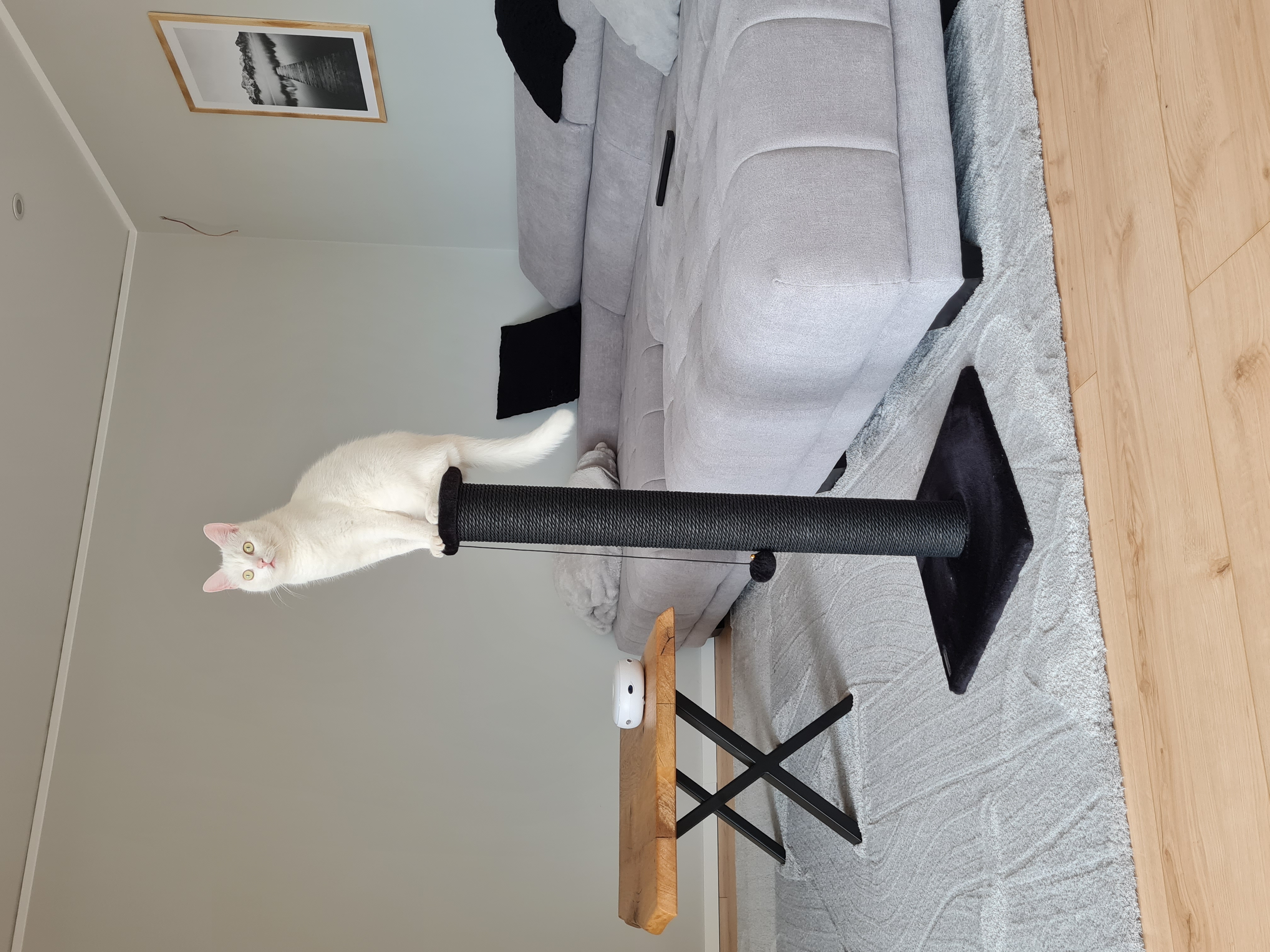 Guter Kratzstamm für kleine Katzen