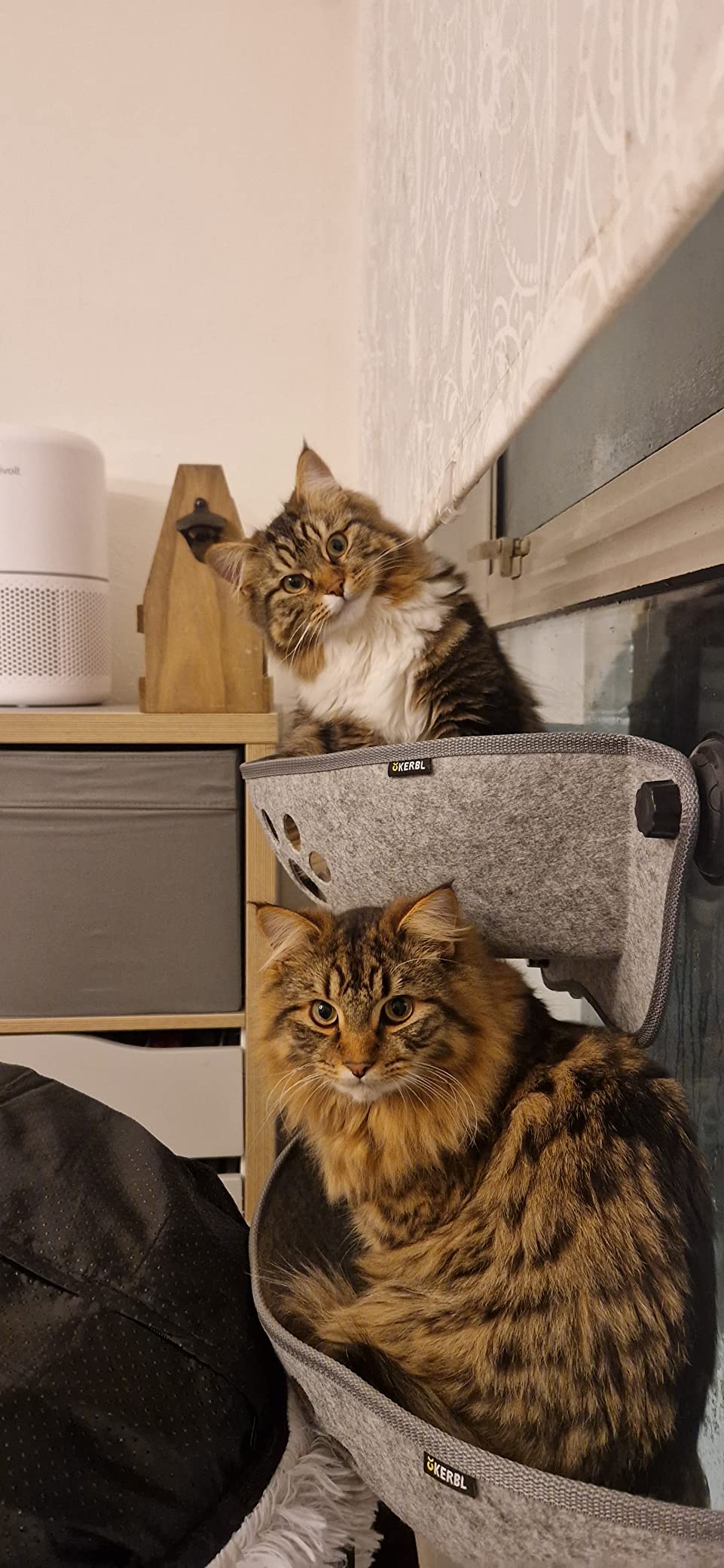 Junge Katze begeistert