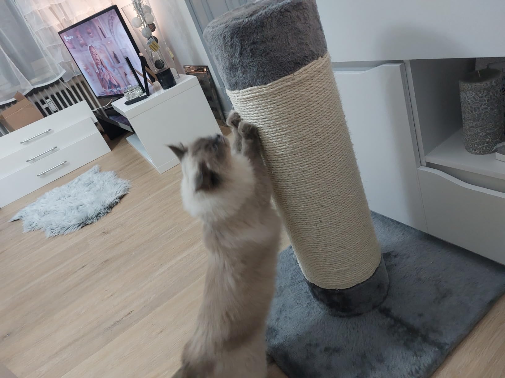Perfekt für große Katzen