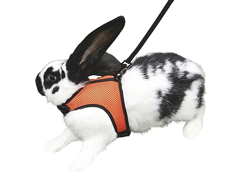 kerbl-pet-sport-meerschweinchengeschirr-mit-flexibler-leine-120-cm image 6