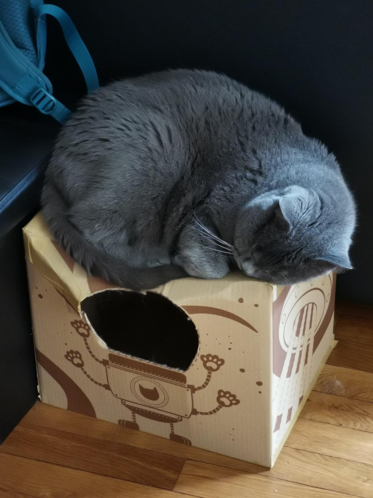 Auch für ältere Katzen super